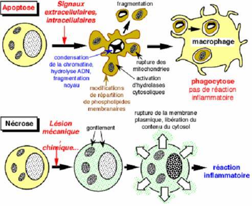 Schéma de comparaison apoptose nécrose